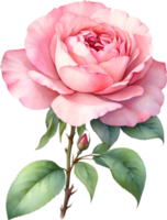 AI generated Watercolor Chinese Rose flower. AI-Generated. png