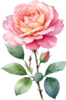 AI generated Watercolor Chinese Rose flower. AI-Generated. png