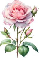 AI generated Watercolor Chinese Rose flower. AI-Generated. png