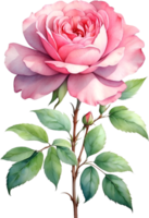 AI generated Watercolor Chinese Rose flower. AI-Generated. png