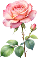 AI generated Watercolor Chinese Rose flower. AI-Generated. png