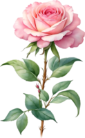 ai generiert Aquarell Chinesisch Rose Blume. KI-generiert. png