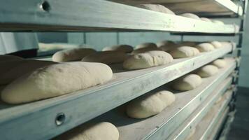 proofing brood deeg Aan rekken in ambachtelijk bakkerij. rijen van brood deeg proofing Aan schappen in een professioneel bakkerij, presentatie van de brood maken werkwijze. video