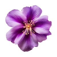 ai gerado roxa flor isolado em uma transparente fundo png