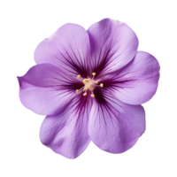 ai généré violet fleur isolé sur une transparent Contexte png