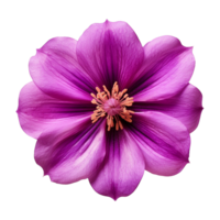 ai généré violet fleur isolé sur une transparent Contexte png