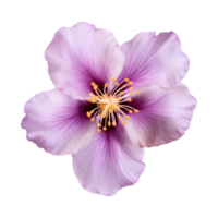 AI generated purple flower isolated on a transparent background png