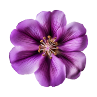 AI generated purple flower isolated on a transparent background png