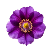 ai generato viola fiore isolato su un' trasparente sfondo png