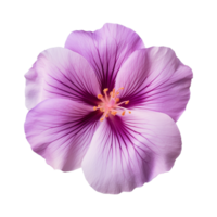 AI generated purple flower isolated on a transparent background png