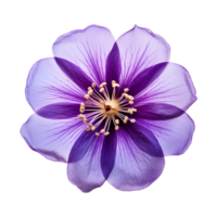 AI generated purple flower isolated on a transparent background png