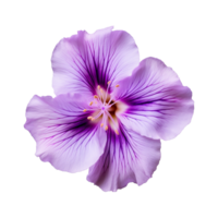 ai généré violet fleur isolé sur une transparent Contexte png