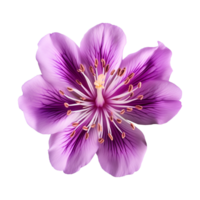 ai generado púrpura flor aislado en un transparente antecedentes png