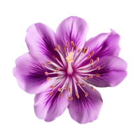 ai généré violet fleur isolé sur une transparent Contexte png