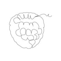 Continuous single line drawing of raspberry on white background. Linear stylized. vector