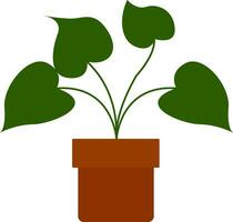 Home plant, vector or color illustration.