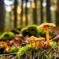 AI generated Chanterelles in the moss on the forest floor. Mystical magician. Autumn light mood photo