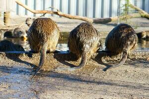 Three nutria from behind. The rodents are drinking. Funny picture of mammals photo