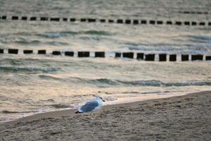 Seagull standing on the beach of the Baltic Sea. Groynes reaching into the sea photo