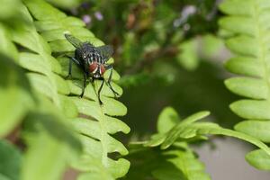 Flesh fly on a green leaf with light and shadow. Hairy legs in black and gray photo