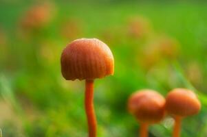 Orange filigree mushrooms in moss on forest floor. Macro view from the habitat photo