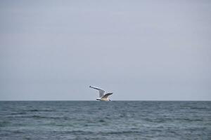 Seagull flies over the Baltic Sea on the coast in front of the beach. Animal photo