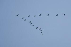 grua grupo en el cielo en v formación. migratorio aves en su regreso viaje foto