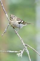 pinzón joven en un rama en el bosque. marrón, gris, verde plumaje. foto