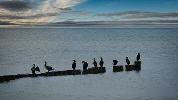 Cormorant on a groyne on the Baltic Sea. The birds dry their feathers in the sun photo