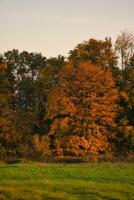 Colorful autumn leaves on the trees. Autumn in the sunshine. Landscape shot nature photo