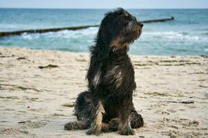 Doodle dorado perro se sienta en el playa de el báltico mar. negro y bronceado abrigo. rompeolas foto