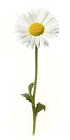 AI generated Common daisy isolated on white background. AI Generated photo