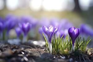 ai generado primavera púrpura azafrán flor. ai generado foto