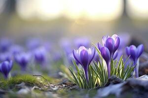 AI generated Spring purple crocus flower. AI Generated photo