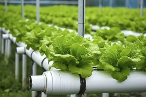 AI generated Hydroponic lettuce growing. AI Generated photo