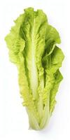 AI generated Lettuce isolated on white background. AI Generated photo