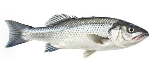 AI generated One fresh sea bass fish isolated on white background. AI Generated. photo