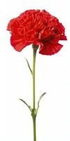 AI generated Red Carnation isolated on white background. AI Generated photo