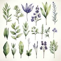 AI generated Collection of watercolor herbs clipart on white background. AI Generated photo