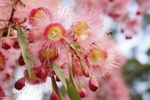 AI generated Beautiful Gum tree pink flowers and buds. AI Generated photo