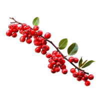 AI generated Red berry branch on transparent background png