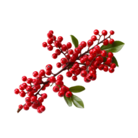 AI generated Pine branch with berries isolated on transparent background png