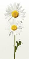 AI generated Common daisy isolated on white background. AI Generated photo