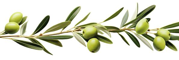 ai generado aceituna árbol rama, verde aceitunas y hojas en blanco antecedentes. ai generado. foto