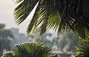 ai generado lluvia en el zona tropical durante el bajo temporada o monzón estación. gotas de lluvia en un jardín. generativo ai foto