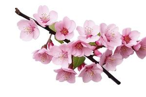 AI generated Sakura flowers isolated on white background. AI Generated photo