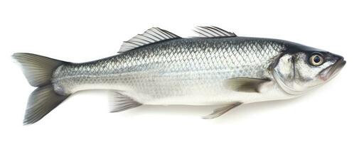 AI generated One fresh sea bass fish isolated on white background. AI Generated. photo