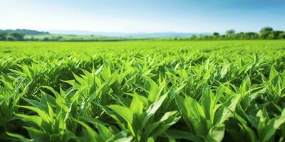 AI generated Field of vibrant green biofuel crops. AI Generated. photo