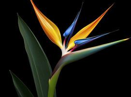 AI generated Bird of paradise flower isolated on black background. AI Generated photo