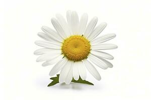 AI generated Common daisy isolated on white background. AI Generated photo